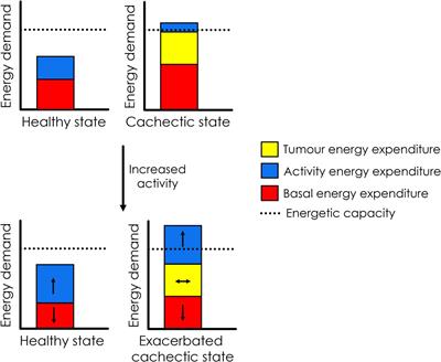 Exercise in People With Cancer: A Spotlight on Energy Regulation and Cachexia